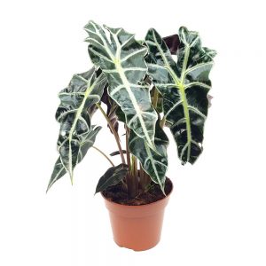 Alocasia Cuculatta - Urechea elefantului