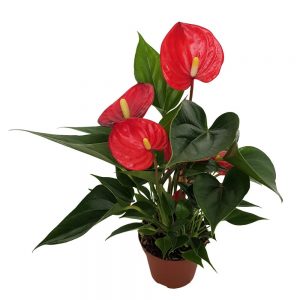 Anthurium mic D 9