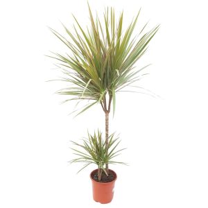 Dracaena marginata bicolor 2 tulpini